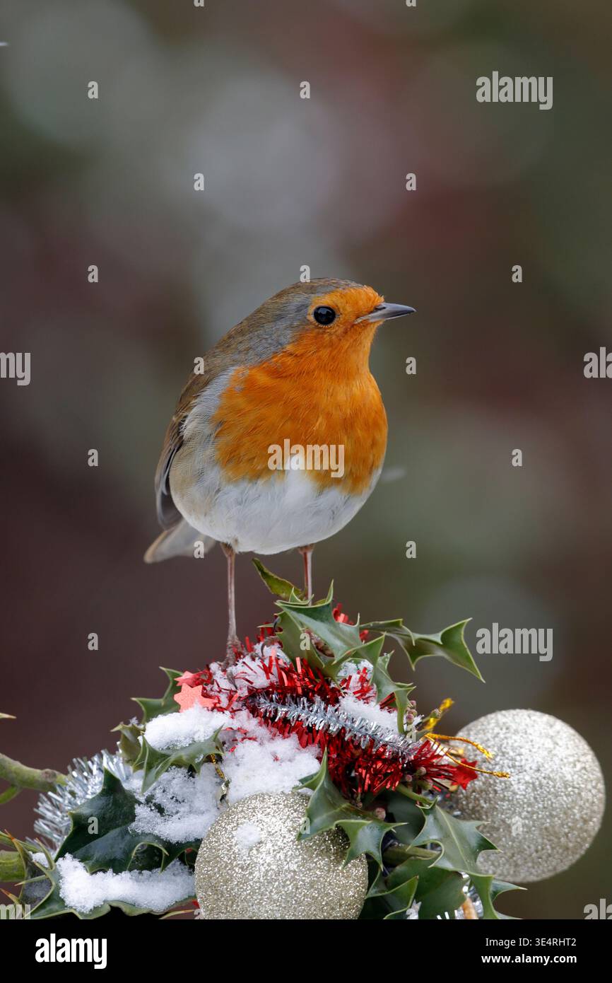 Europäischer Rotkehlchen, Erithacus rubecula, auf stechpalme mit Schnee und roten Beeren in einer Weihnachtskarte. Stockfoto