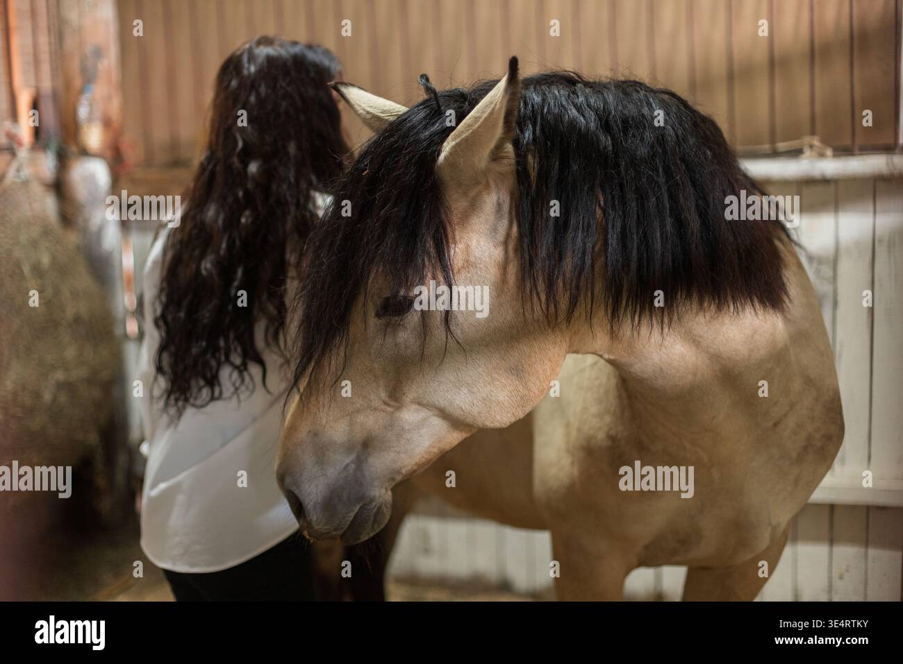 Die Frau kümmert sich um das Pferd und putzt seinen Rücken in einem Holzstall. Pferdepflege bei Stallpferdinnen, die Pferde zur Hygiene und zum Kleben putzen. Stockfoto