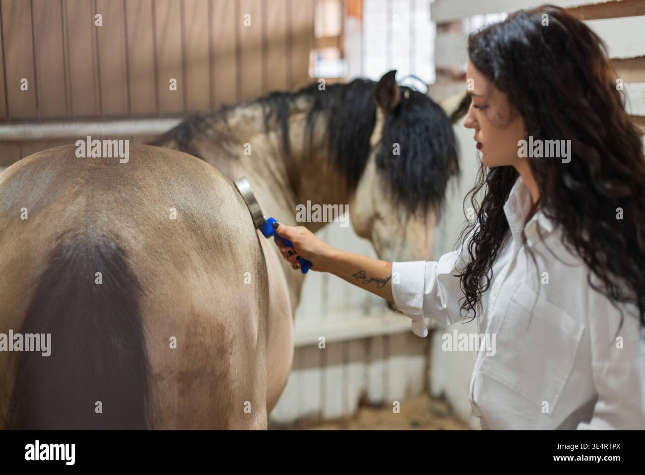 Eine Frau, die sich um Pferde kümmert und ihr Fell putzt, um es sauber zu halten. Pferdepflege bei Stallpferdinnen, die Pferde zur Hygiene und zum Kleben putzen. Stockfoto