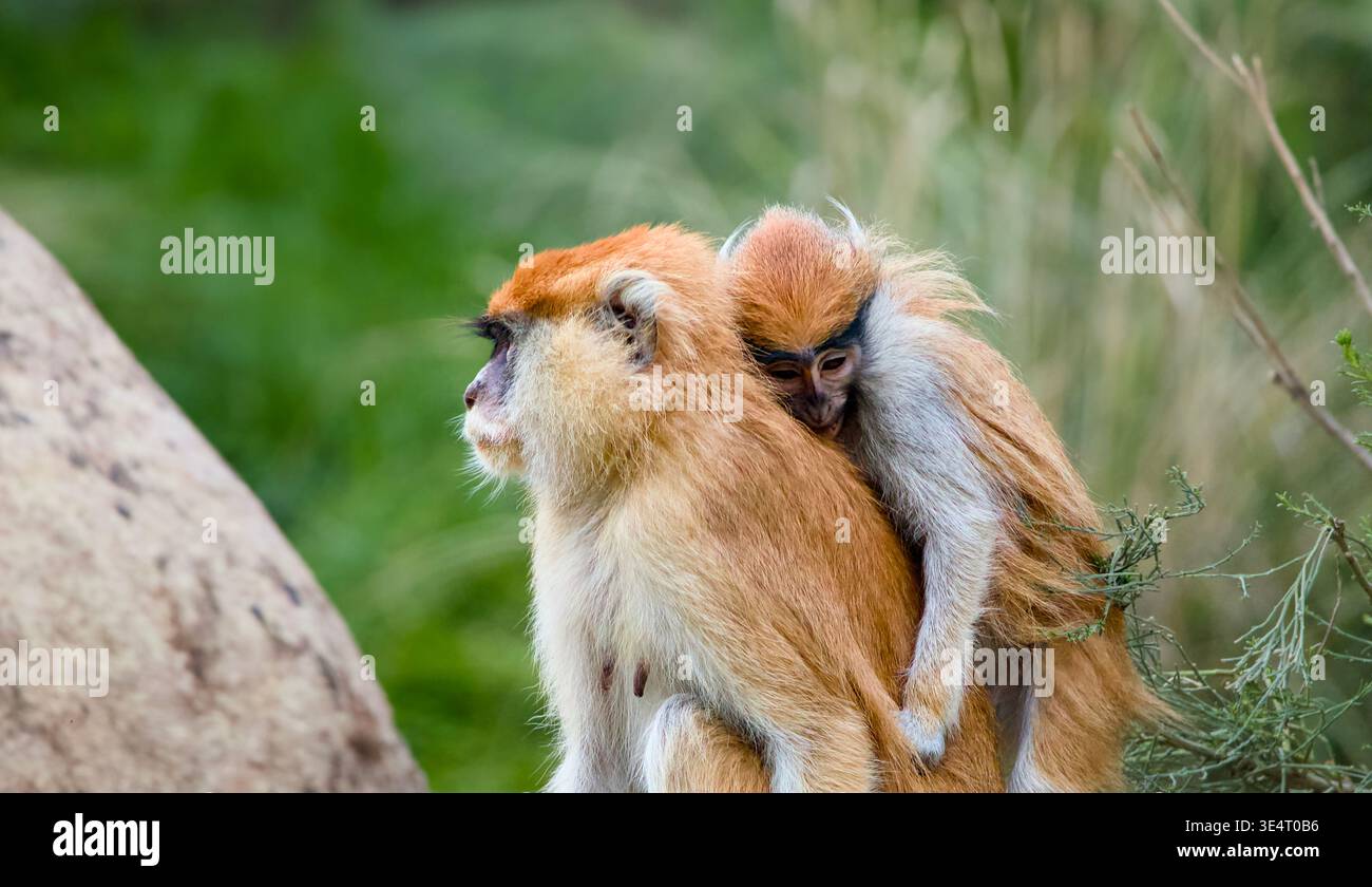 Die Mutter des Patas-Affen (Erythrocebus patas) mit dem Kleinkind, das sich an den Rücken klammert, inmitten grüner Vegetation Stockfoto