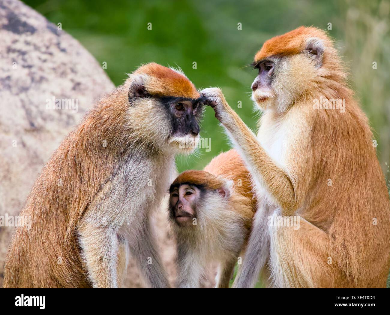 Patas-Affen (Erythrocebus patas) engagierten sich in einer Familiengruppe mit einem neugierigen Jugendlichen zwischen zwei Erwachsenen Stockfoto