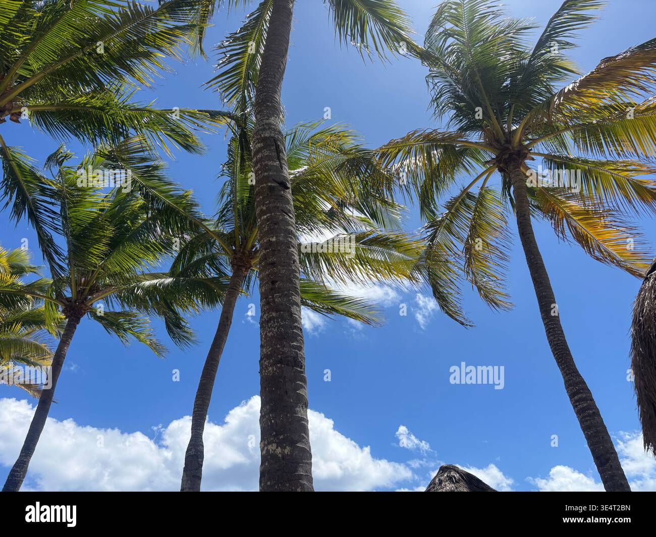 Flacher Blick auf die hohen Kokospalmen vor einem klaren blauen Himmel, mit grünen Wedeln, die sich an einem tropischen Strand bewegen. - Smartphone-aufgenommenes Stockfoto