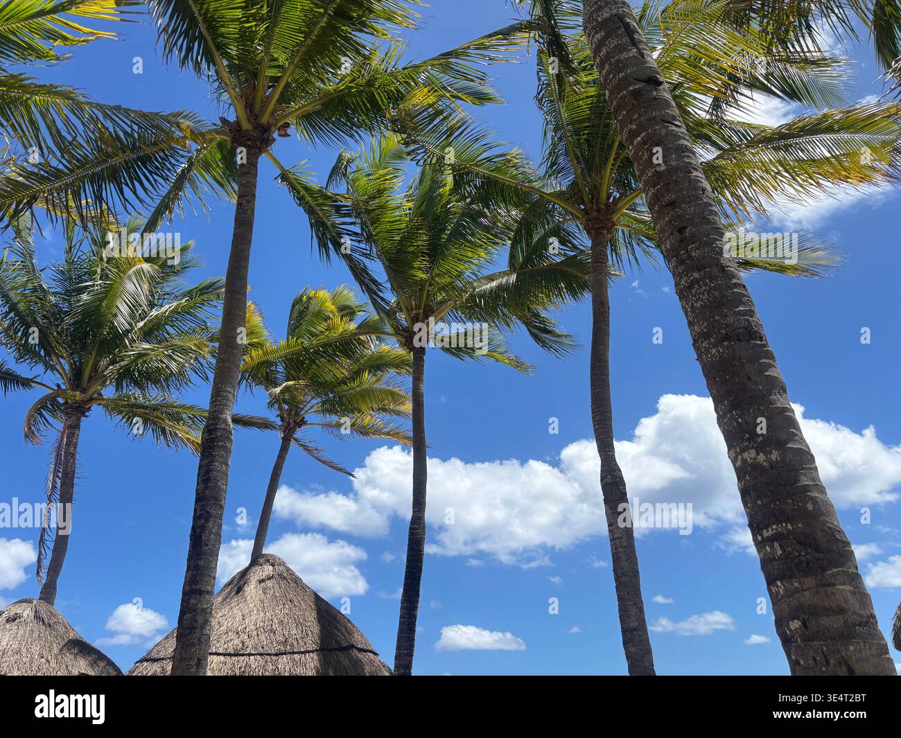 Flacher Blick auf die hohen Kokospalmen vor einem klaren blauen Himmel, mit grünen Wedeln, die sich an einem tropischen Strand bewegen. - Smartphone-aufgenommenes Stockfoto