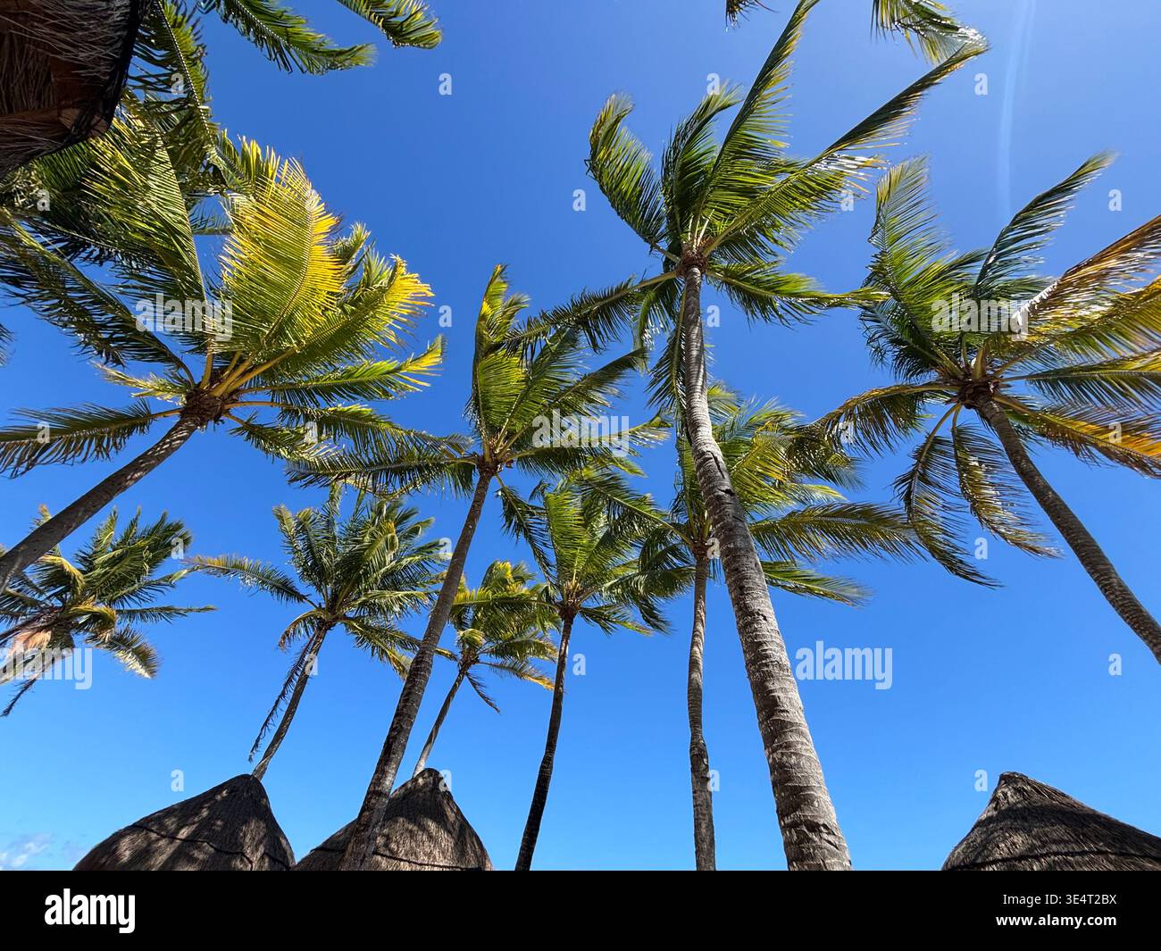 Flacher Blick auf die hohen Kokospalmen vor einem klaren blauen Himmel, mit grünen Wedeln, die sich an einem tropischen Strand bewegen. - Smartphone-aufgenommenes Stockfoto