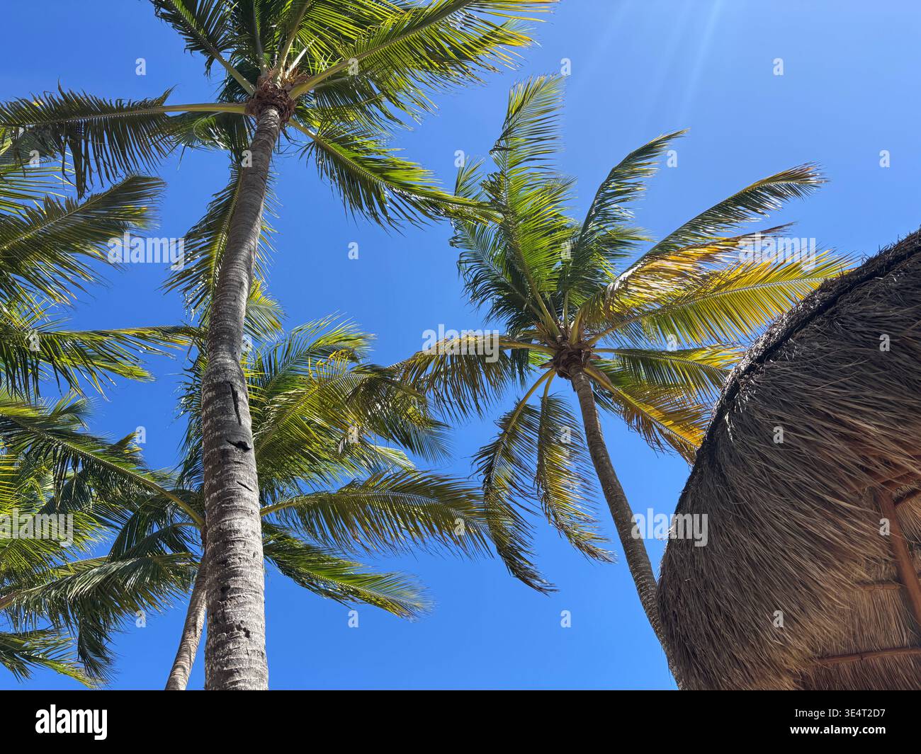 Flacher Blick auf die hohen Kokospalmen vor einem klaren blauen Himmel, mit grünen Wedeln, die sich an einem tropischen Strand bewegen. - Smartphone-aufgenommenes Stockfoto