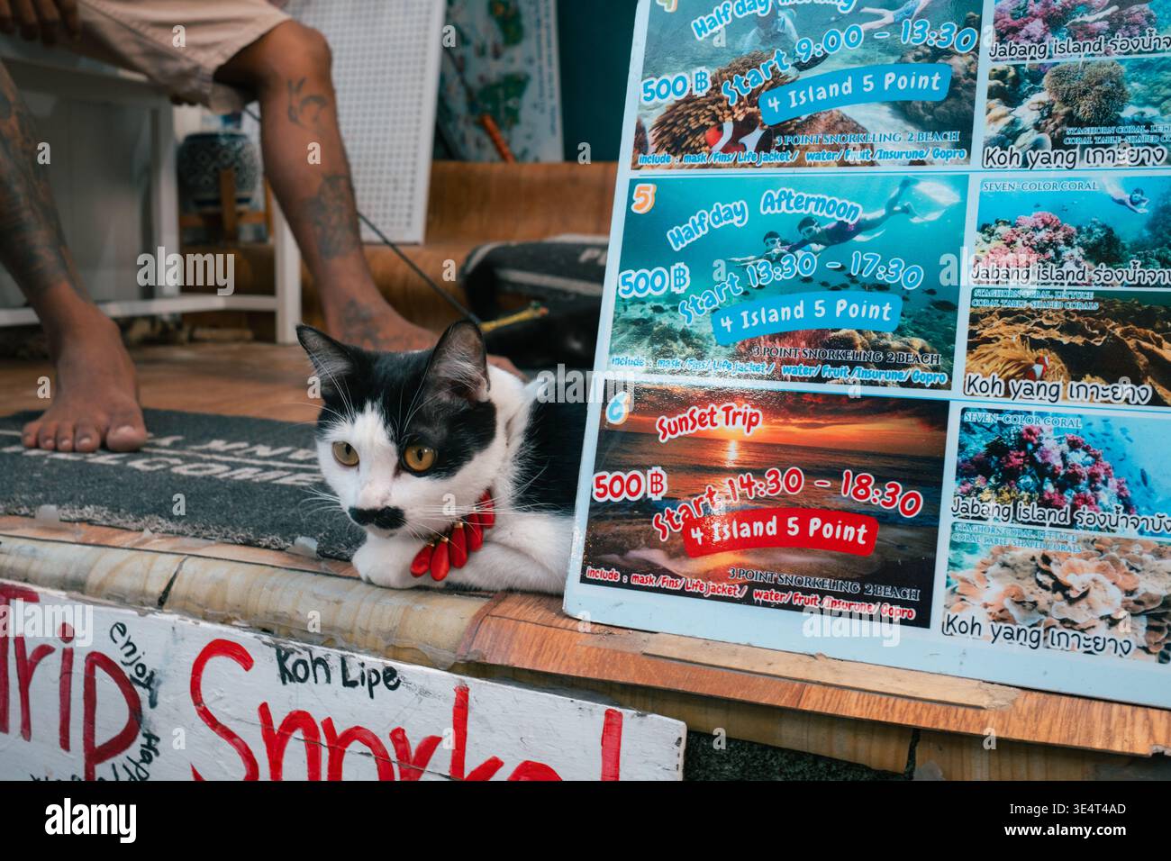Schwarz-weiße Katze mit rotem Kragen, die neben einem Schild für Schnorcheltour in Koh Lipe, Thailand, ruht. Stockfoto