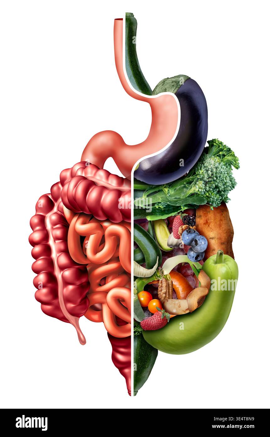 Verdauung und Ballaststoffe oder diätetische Raufutternahrung als Diät und Gastroenterologie Darmgesundheit medizinisches Konzept des Verdauungssystems einschließlich des Ösophags Stockfoto
