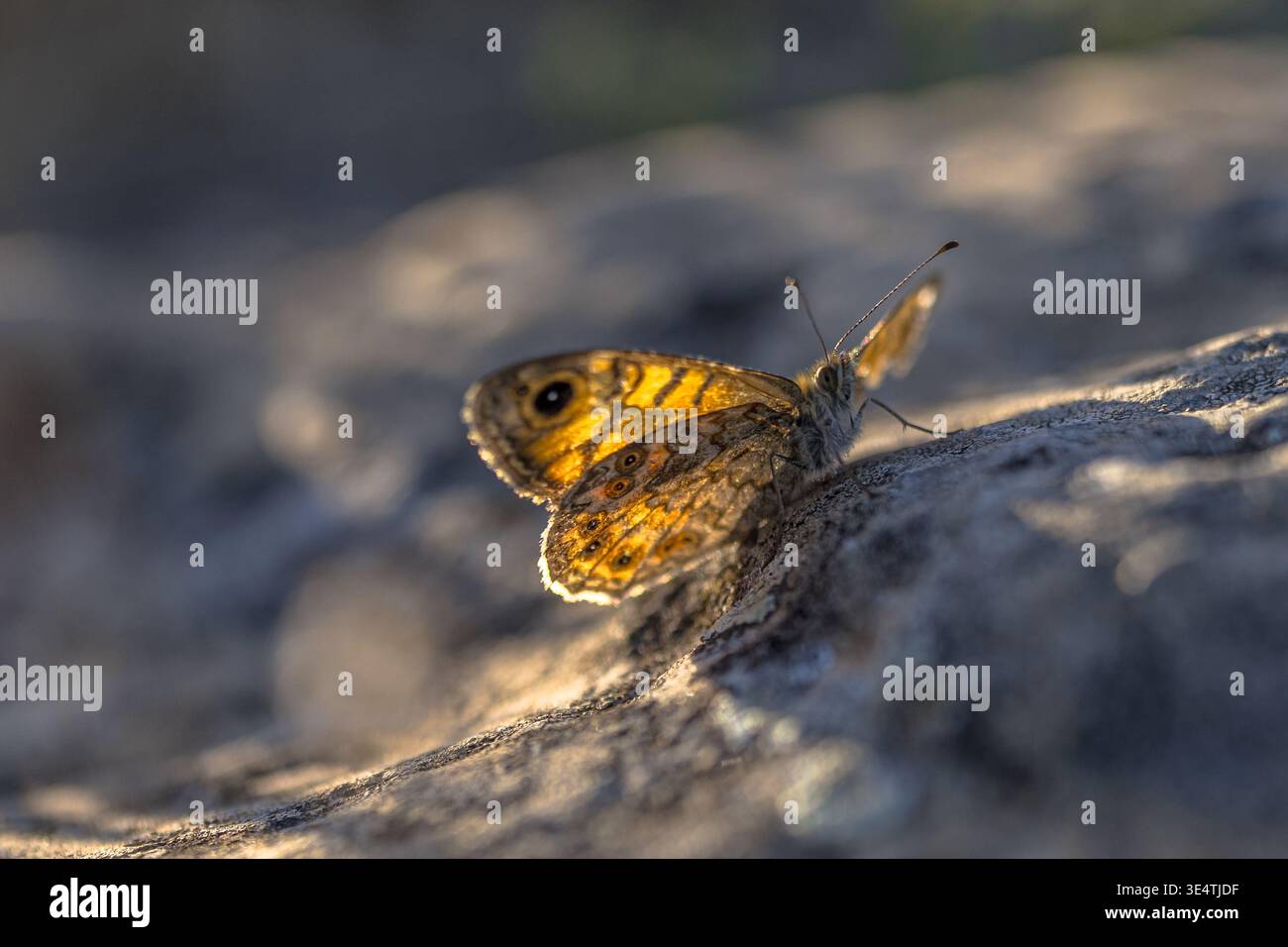 Wall Brown (Lasiommata megera) auf einem sonnendurchfluteten Felsen in den Cevennen, Südfrankreich. Europäischer Schmetterling mit markantem Auge Stockfoto