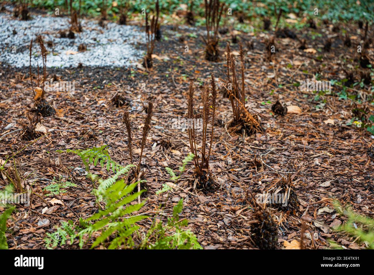 Hohe getrocknete Samenköpfe und lange Stängel von ausdauernden Blüten im hellen Morgensonnenlicht an einem sonnigen Februartag in einer Wintergartenlandschaft Natur Hintergrund Stockfoto