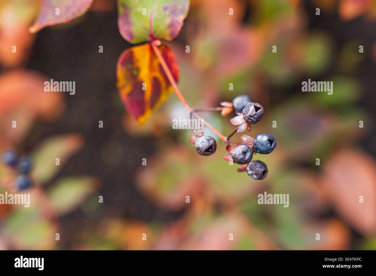 Immergrüne Blätter von Hypericum Androsaemum Tutsan Sträucher in hellem Morgensonnenlicht an einem sonnigen Februartag in einem Wintergarten Landschaft Natur Backgro Stockfoto