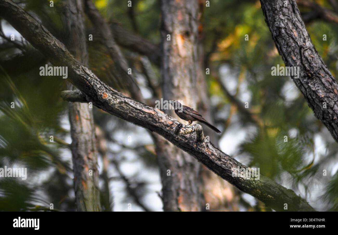 Ein Großschwanzgrackle (Quiscalus Mexicanus), der auf einem Zweig einer Kiefer in einem Kiefernwald thront, horizontal Stockfoto