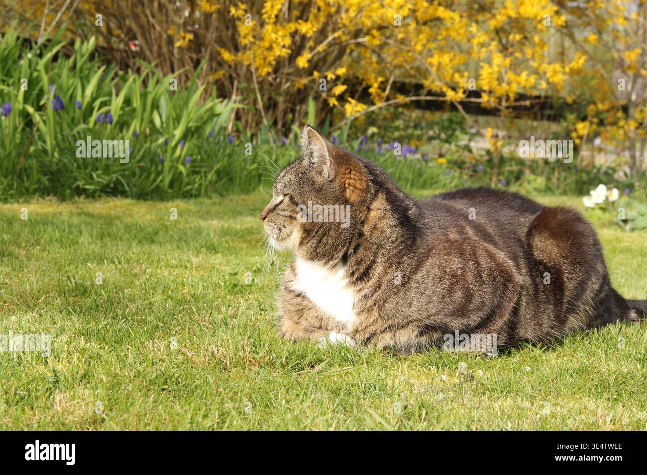 Eine Katze liegt zufrieden mit ihrer Pfotenmappe auf grünem Gras in einem Garten in der Frühjahrsnähe Stockfoto