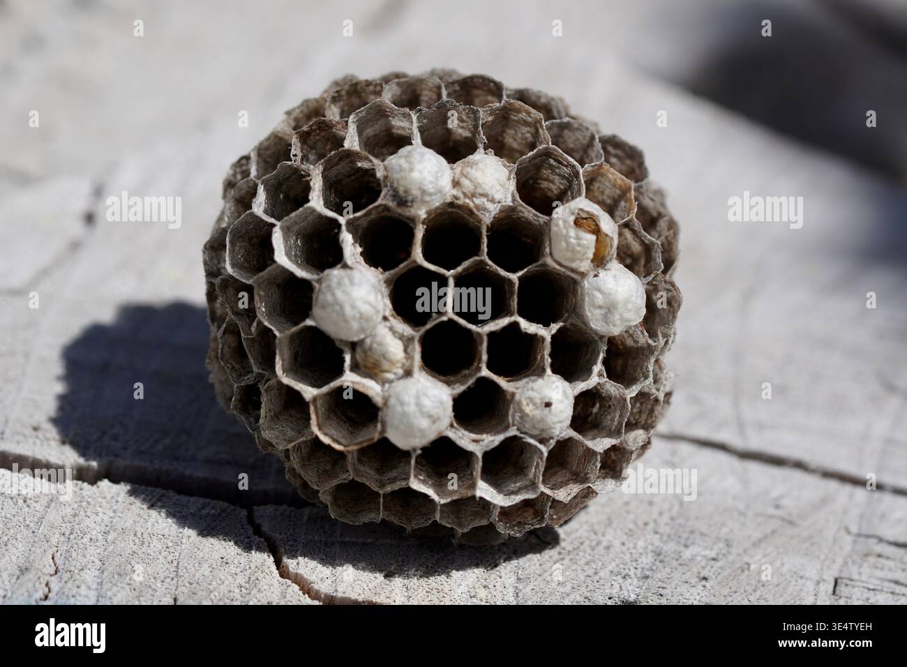 Makroaufnahme des Wespennest Stockfoto