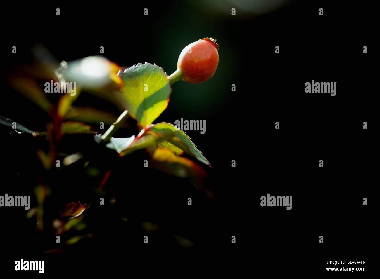 Makroaufnahme einer tiefroten Blüte (Fastenrose), die im Frühjahr blüht. Horizontaler Außenblick mit sanftem Bokeh und natürlichem Licht. Stockfoto