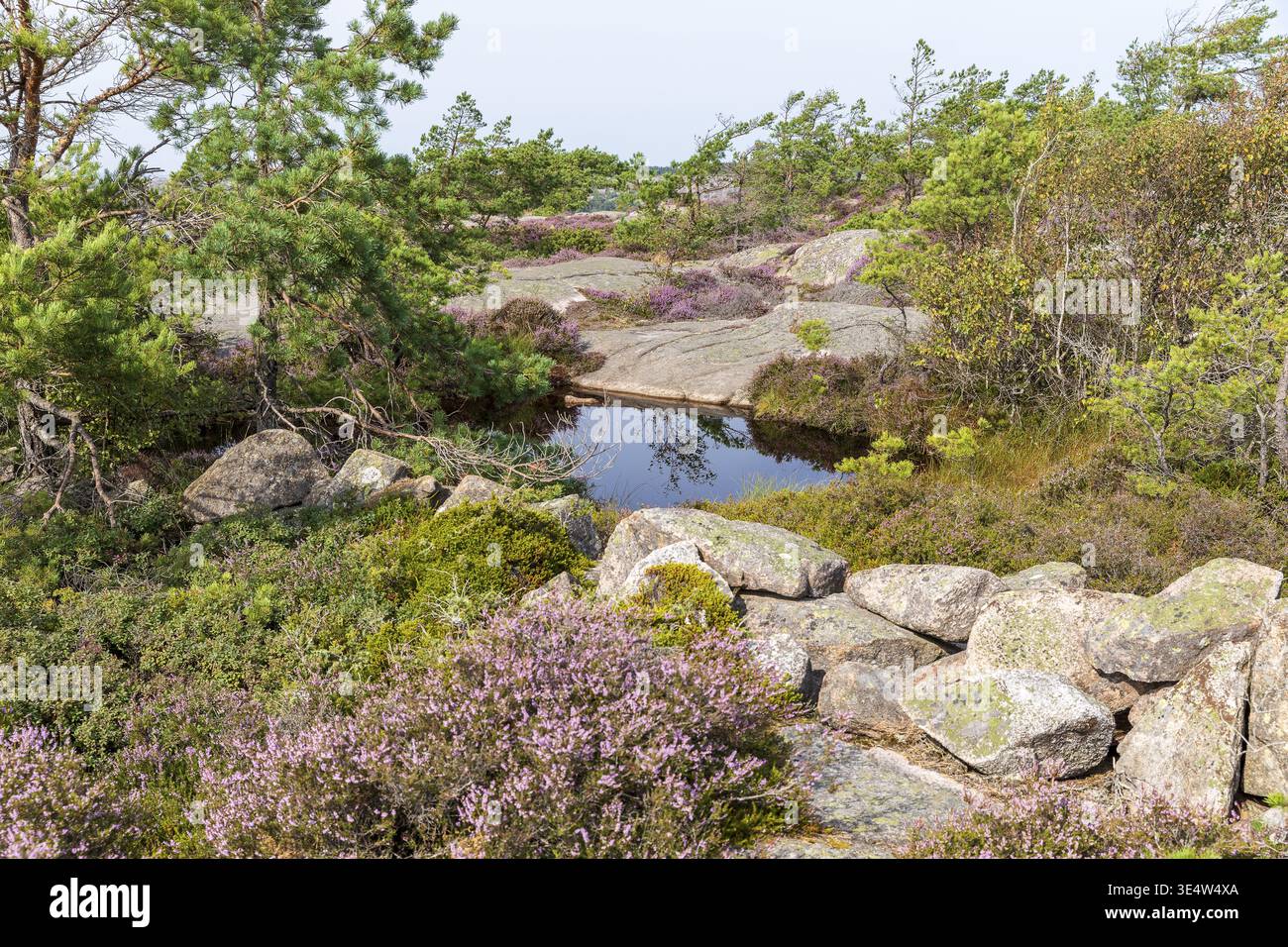 Es gibt viele Wasserstellen auf dem Vetteberg, von denen jeder eine kleine Welt bildet, Fjaellbacka, Vaestra Goetalands laen, Schweden Stockfoto