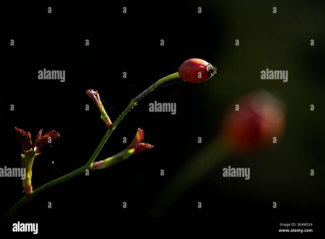 Makroaufnahme einer tiefroten Blüte (Fastenrose), die im Frühjahr blüht. Horizontaler Außenblick mit sanftem Bokeh und natürlichem Licht. Stockfoto