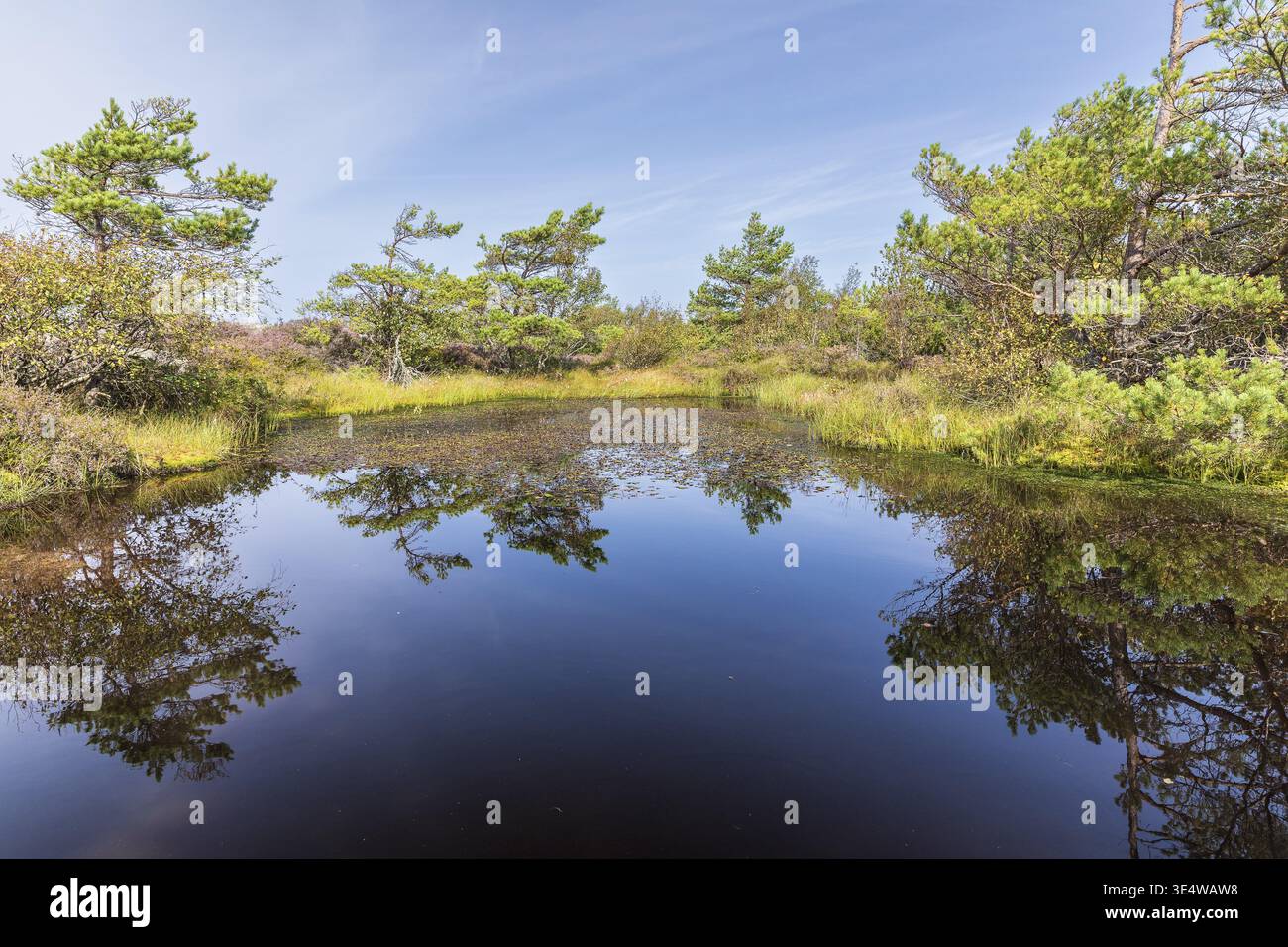 Es gibt viele Wasserstellen auf dem Vetteberg, von denen jeder eine kleine Welt bildet, Fjaellbacka, Vaestra Goetalands laen, Schweden Stockfoto