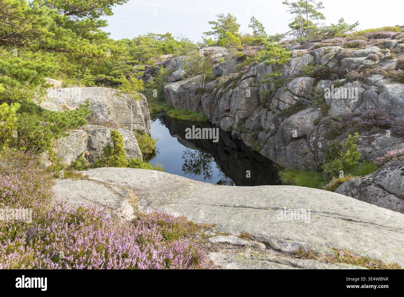 Es gibt viele Wasserstellen auf dem Vetteberg, von denen jeder eine kleine Welt bildet, Fjaellbacka, Vaestra Goetalands laen, Schweden Stockfoto