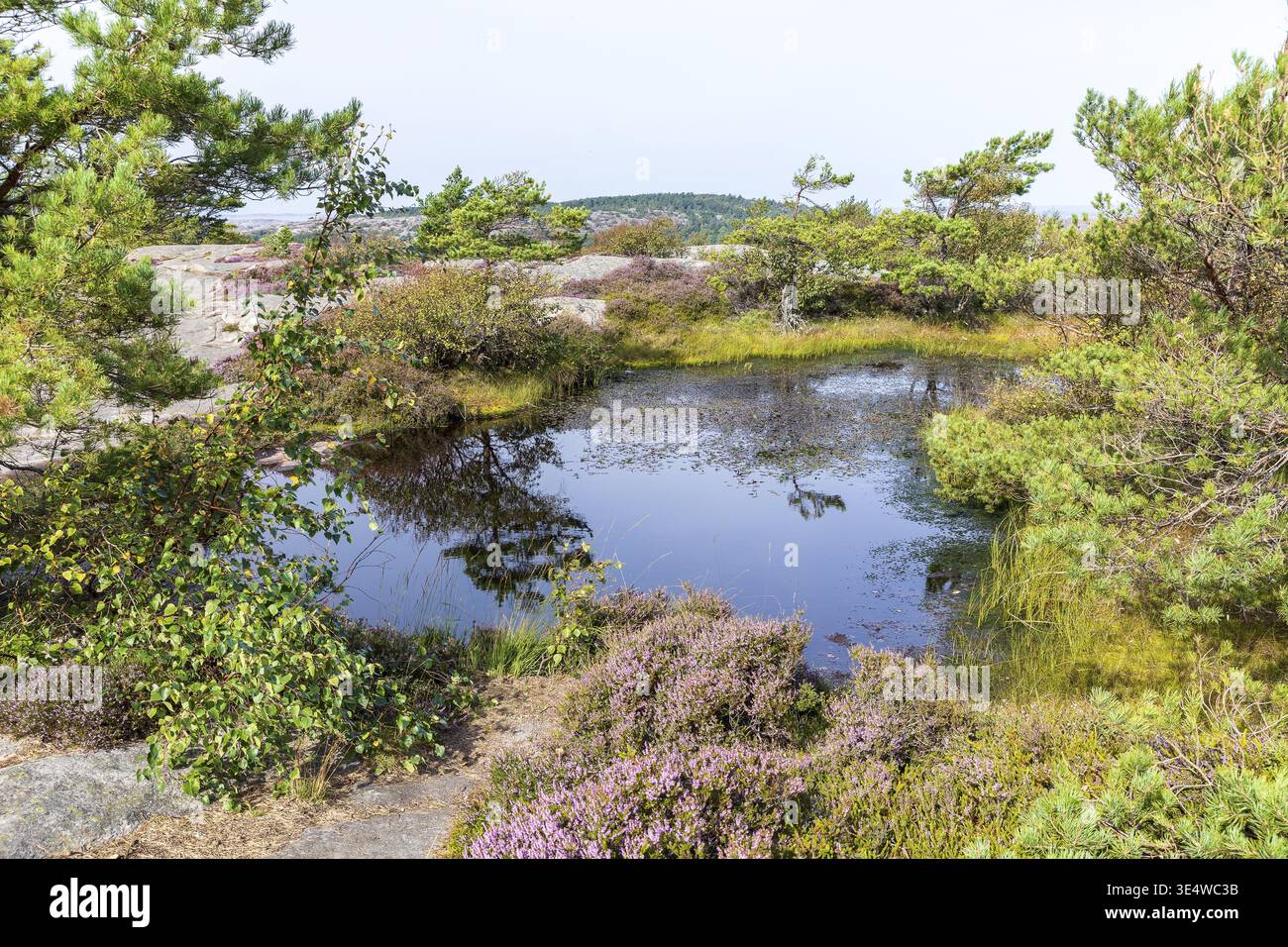 Es gibt viele Wasserstellen auf dem Vetteberg, von denen jeder eine kleine Welt bildet, Fjaellbacka, Vaestra Goetalands laen, Schweden Stockfoto