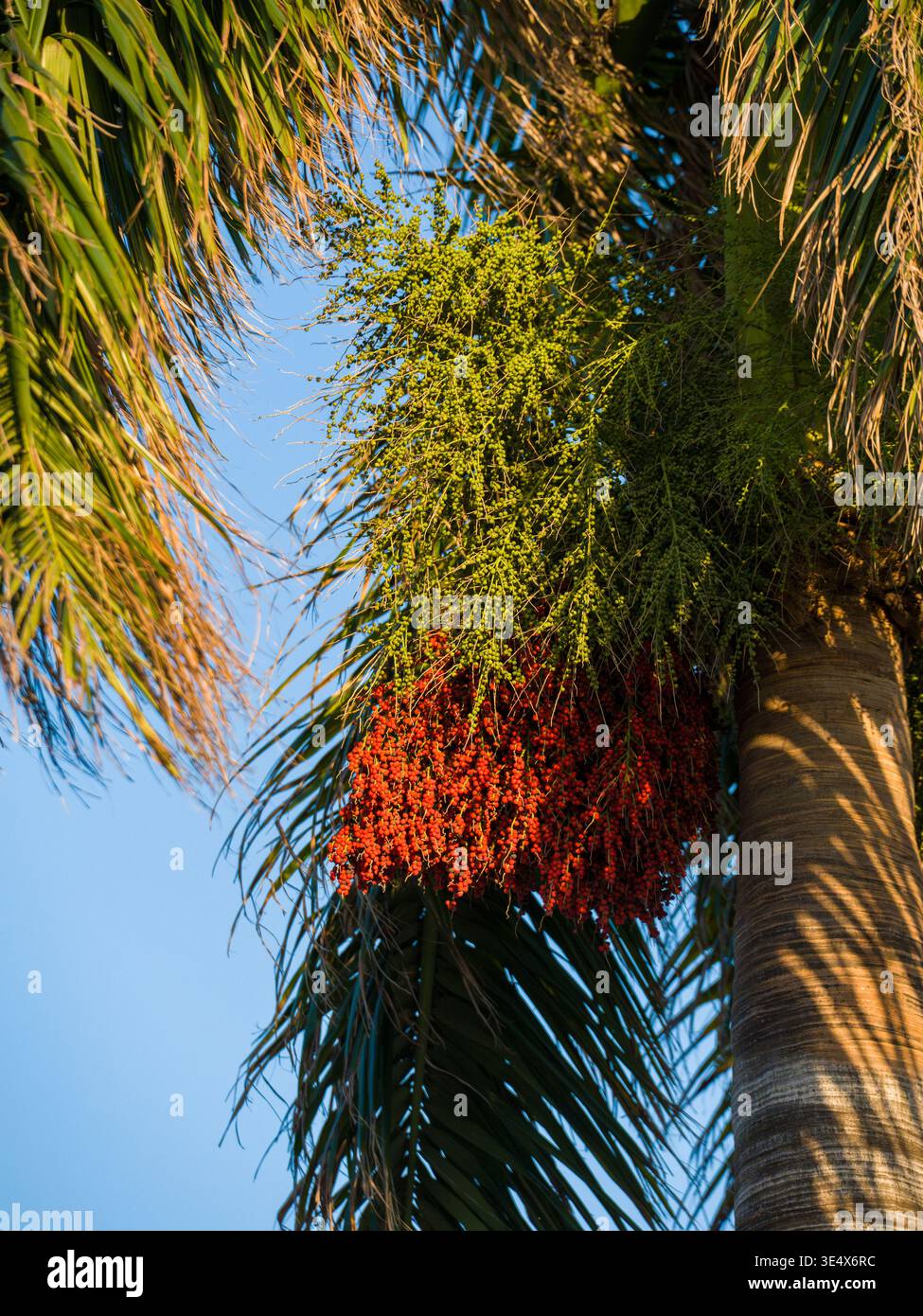 Eine tropische Palme zeigt schwere Bündel von bunten Fruchtblumen. Die vertikale Aufnahme mit niedrigem Winkel fokussiert scharf auf die dichten Beerenformationen. Stockfoto
