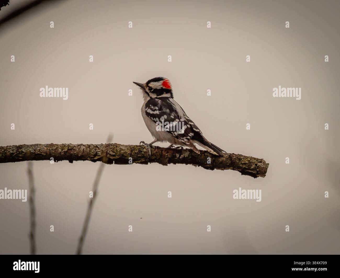 Kleiner männlicher Flaumspecht mit roter Krone auf einem moosigen Baumzweig in einem Wald im Winter oder frühen Frühling vor einem weichen Himmel Stockfoto