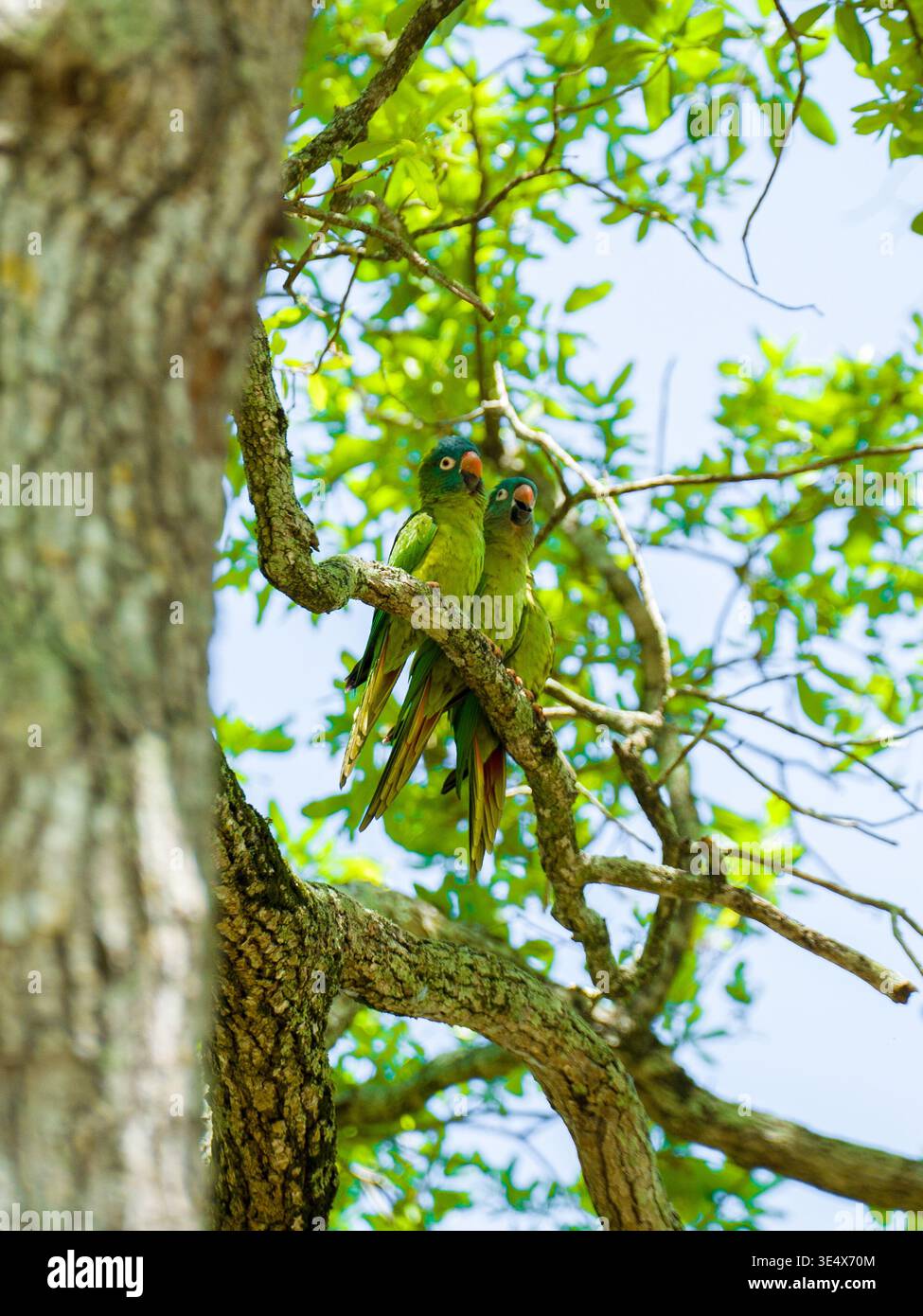 Drei Blaukronen-Conures sitzen auf einem Ast in einer wilden Waldlandschaft. Der horizontale mittlere Schuss zeigt die ruhenden Vögel. Stockfoto