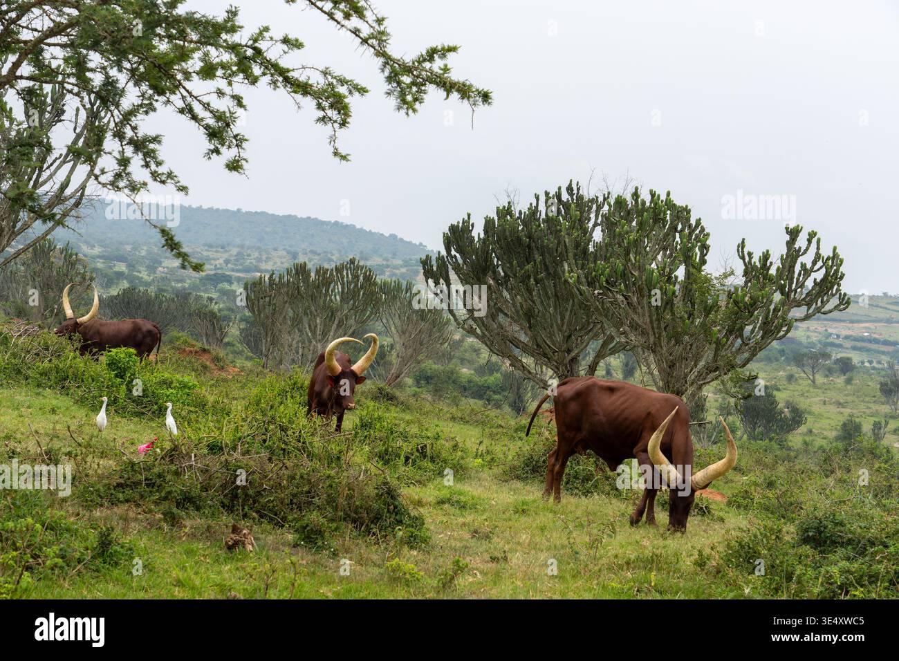 Eine Herde von herrlichen Ankole Watusi Rindern, bekannt für ihre großen, unverwechselbaren Hörner, die anmutig weiden und über ein lebhaftes, grünes, hügeliges lan laufen Stockfoto