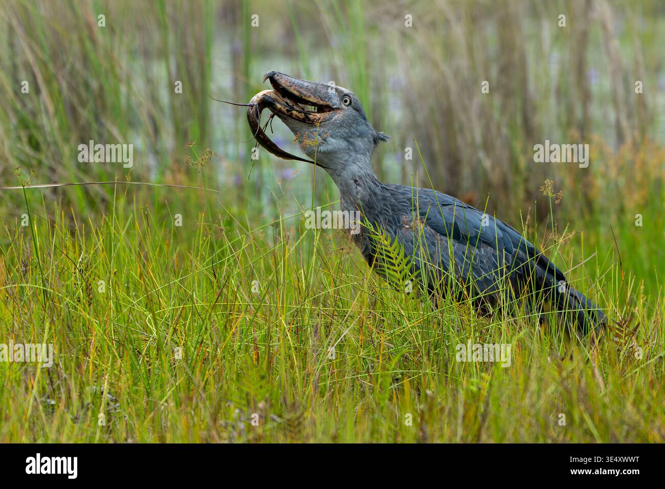 Der Shoebill Storch (Balaeniceps rex) schluckt im März einen Fisch in den Entebbe-Sümpfen in Uganda Stockfoto