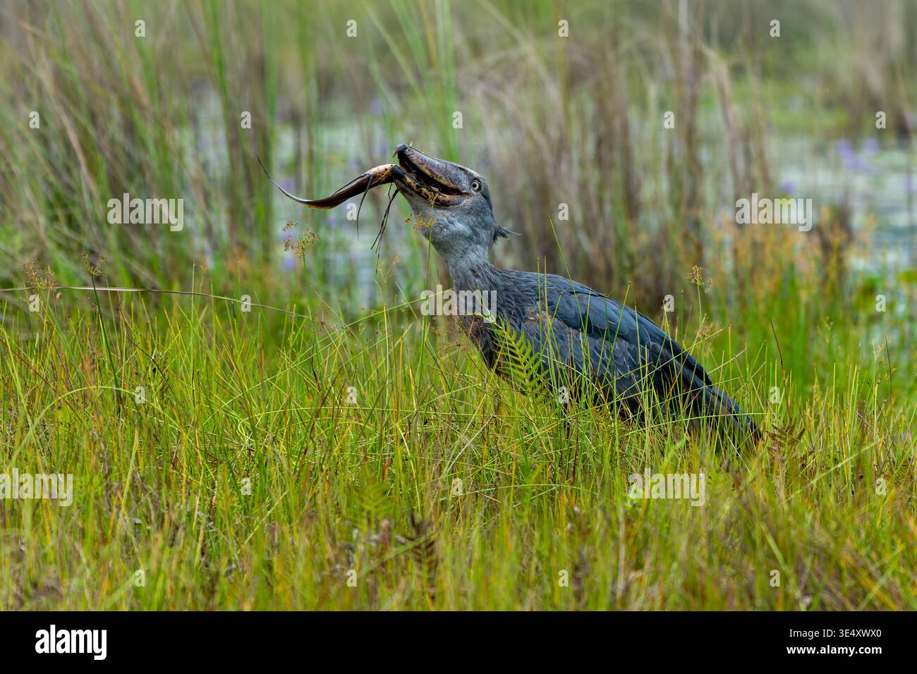Der Shoebill Storch (Balaeniceps rex) schluckt im März einen Fisch in den Entebbe-Sümpfen in Uganda Stockfoto