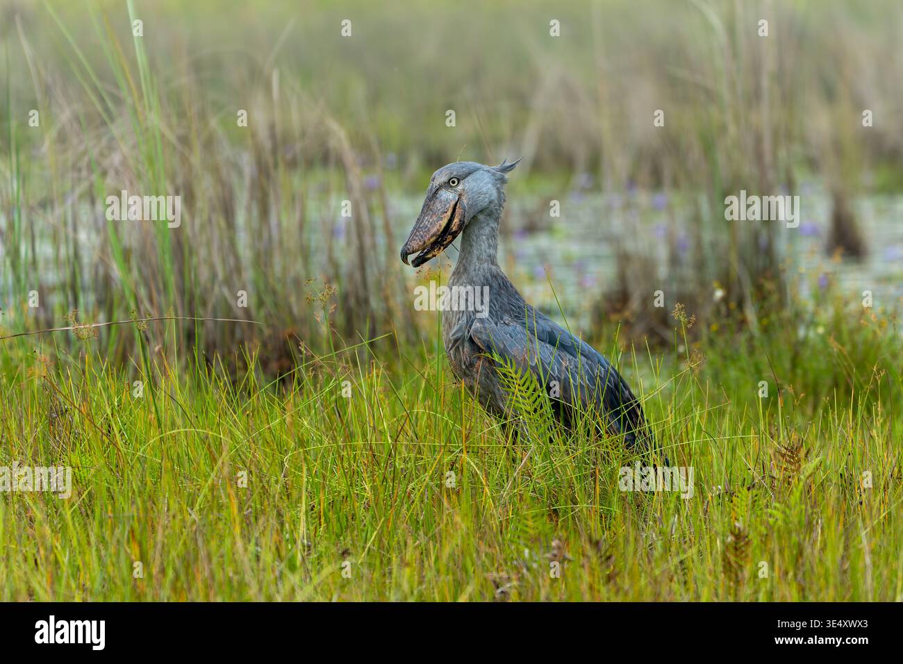 Schützenstorch (Balaeniceps rex) in den Entebbe-Sümpfen, Uganda im März Stockfoto