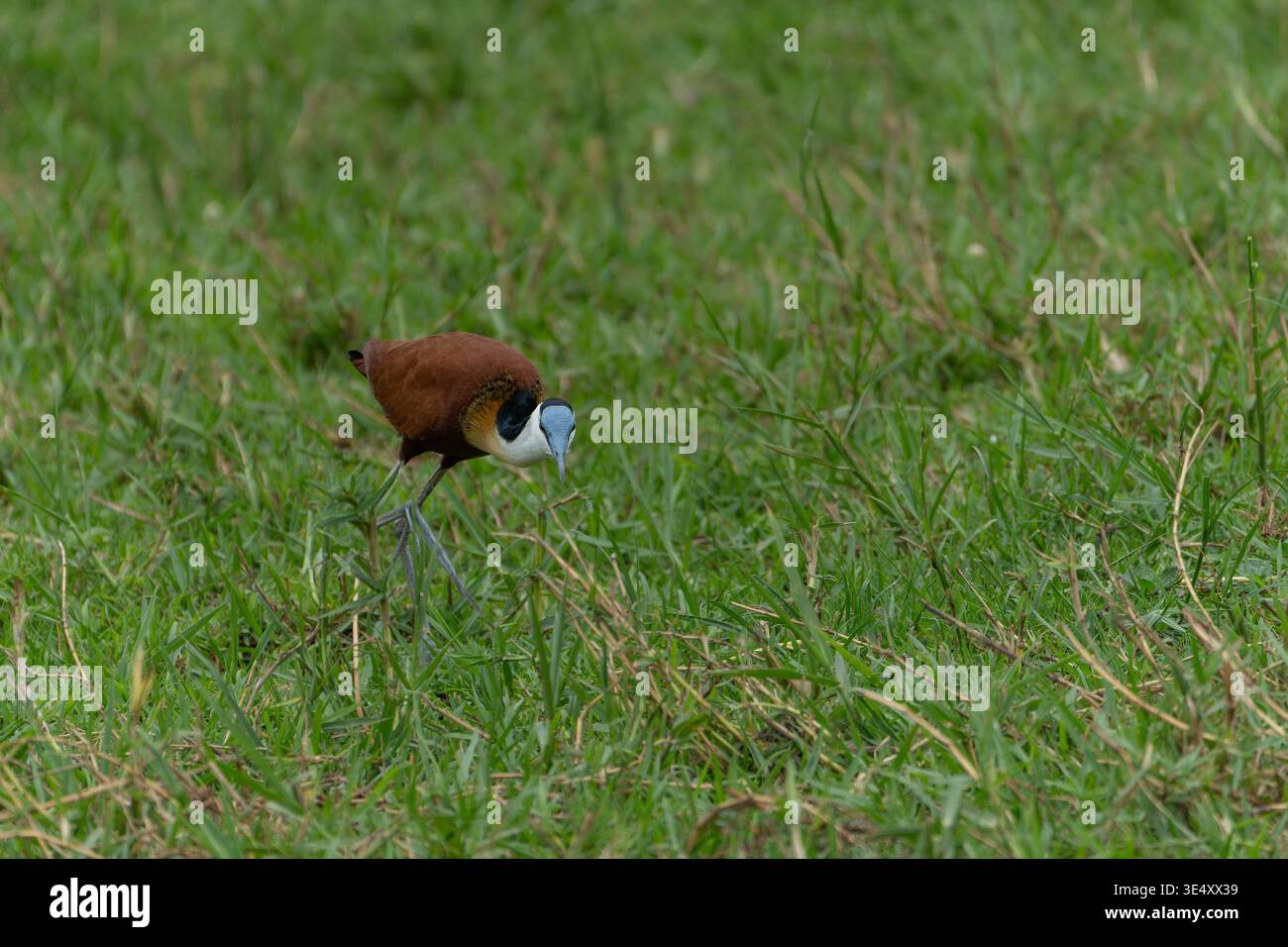 Afrikanische Jacana (Actophilornis africanus) auf der Suche nach Wasserinsekten auf einer Lilienunterlage, die im März in Uganda fotografiert wurde Stockfoto