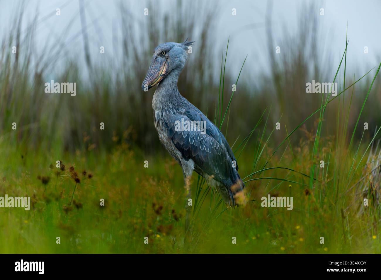 Schützenstorch (Balaeniceps rex) in den Entebbe-Sümpfen, Uganda im März Stockfoto