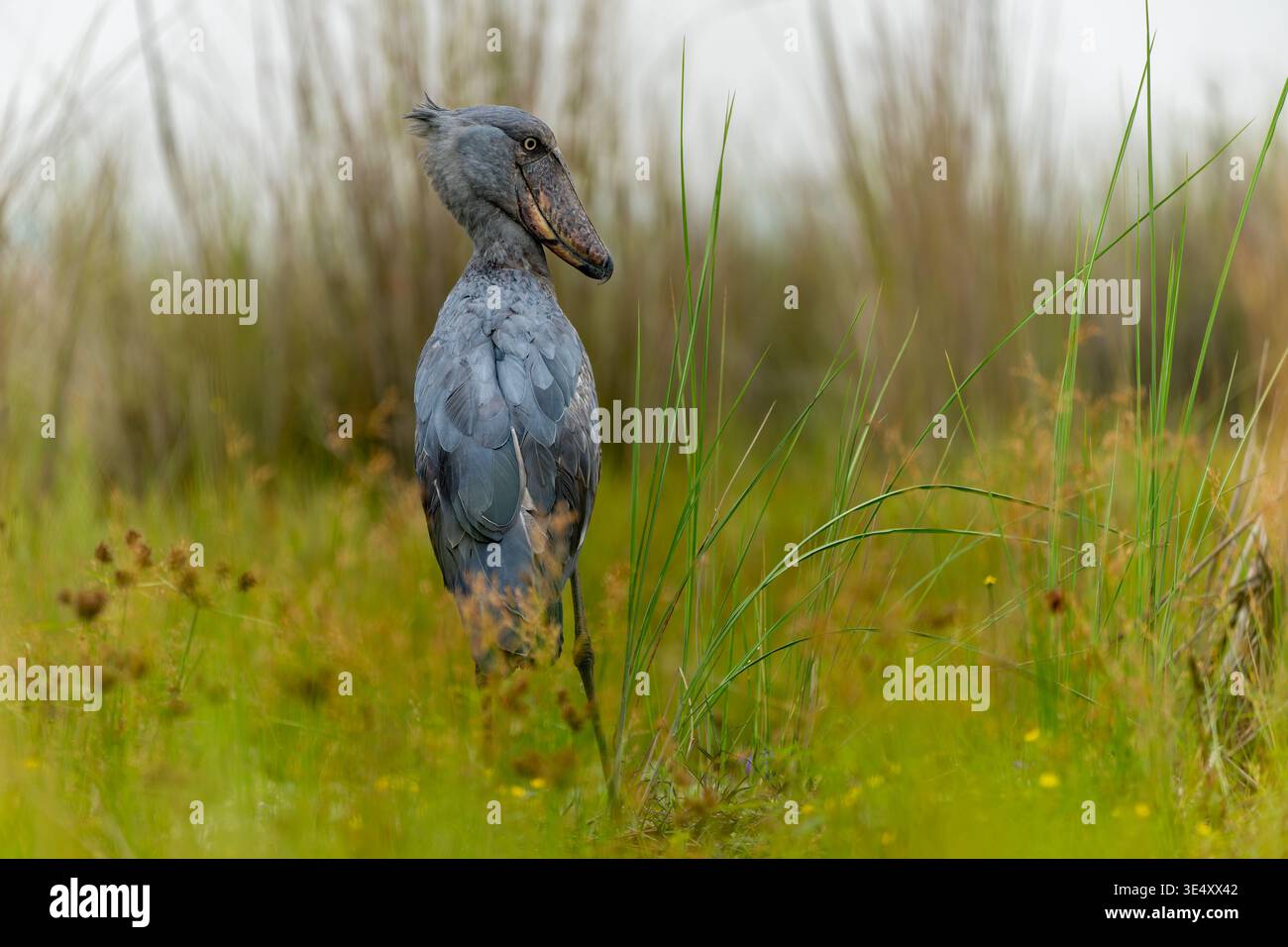 Schützenstorch (Balaeniceps rex) in den Entebbe-Sümpfen, Uganda im März Stockfoto