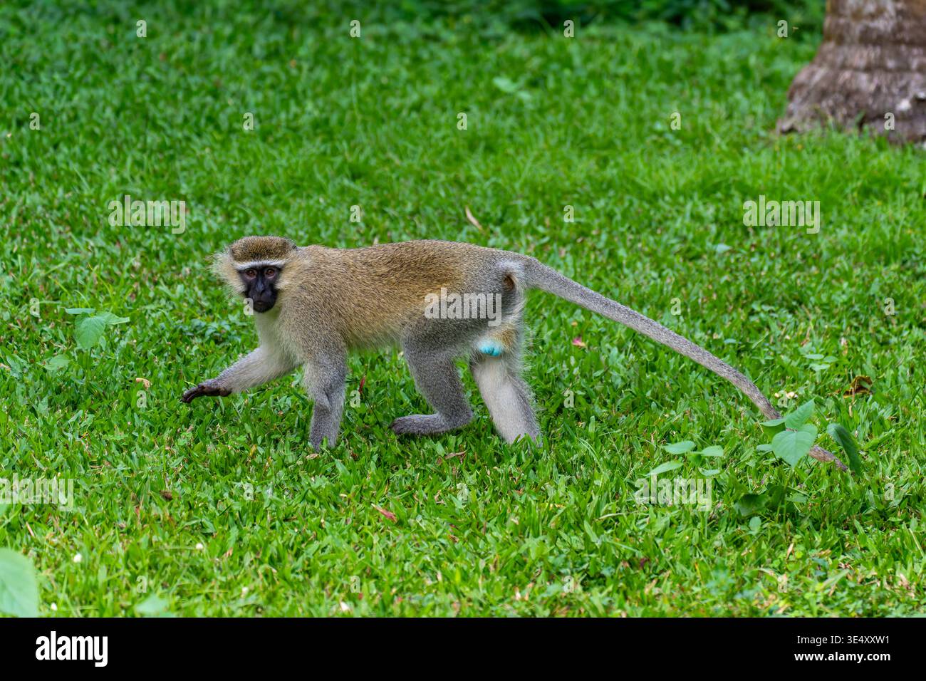 Grüner Affe, der auf grünem Gras in einem Safarireservat aufmerksam ist, beobachtet die Umgebung, lebendige natürliche Farben betonen die Haltung der Primaten und Stockfoto