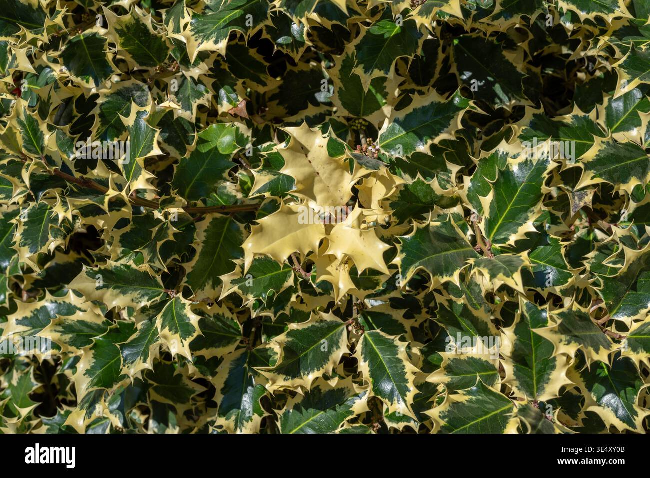 Nahaufnahme von Ilex aquifolium, auch bekannt als gewöhnliche stechpalme, englische stechpalme oder Europäische stechpalme, eine Art blühender Pflanze Stockfoto