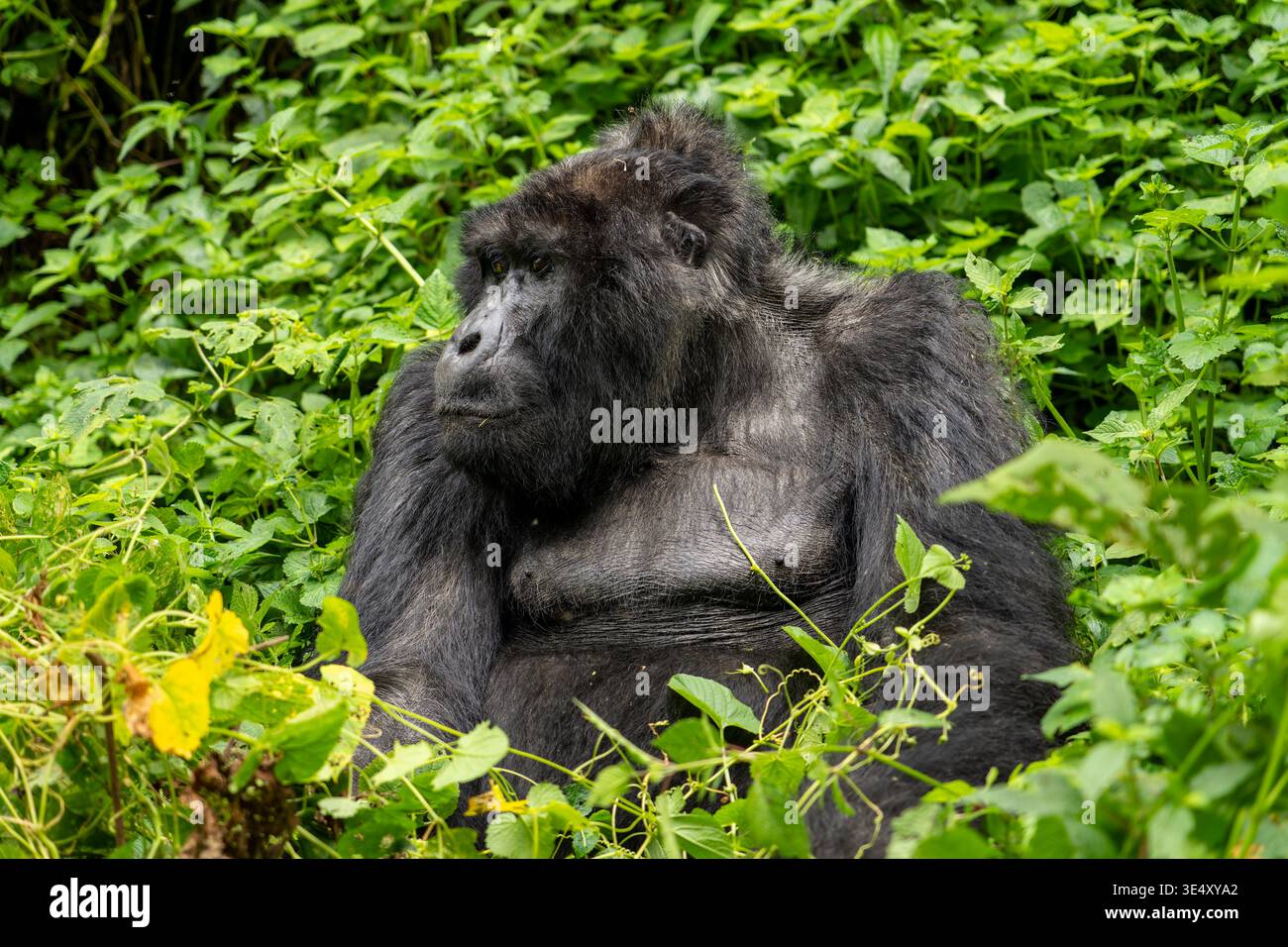 Berggorilla (Gorilla beringei beringei) auf dem Rücken, umgeben von üppig grünen Blättern und Ästen, und blickt direkt auf den Betrachter in seinem n Stockfoto