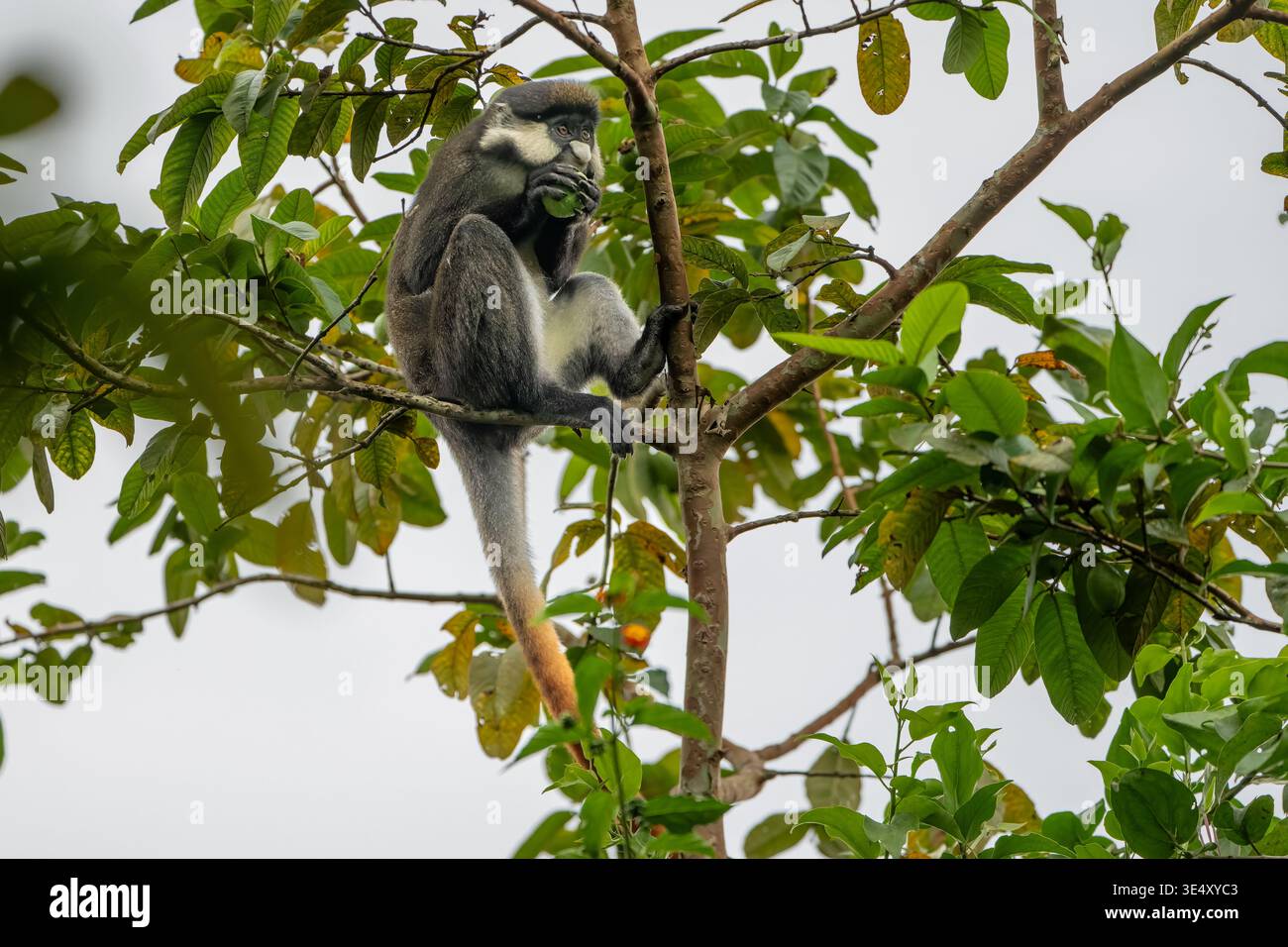 Rotschwanzaffen (Cercopithecus ascanius) sitzt auf einem Baum. Fotografiert im Kibale-Wald im Westen Ugandas. Stockfoto