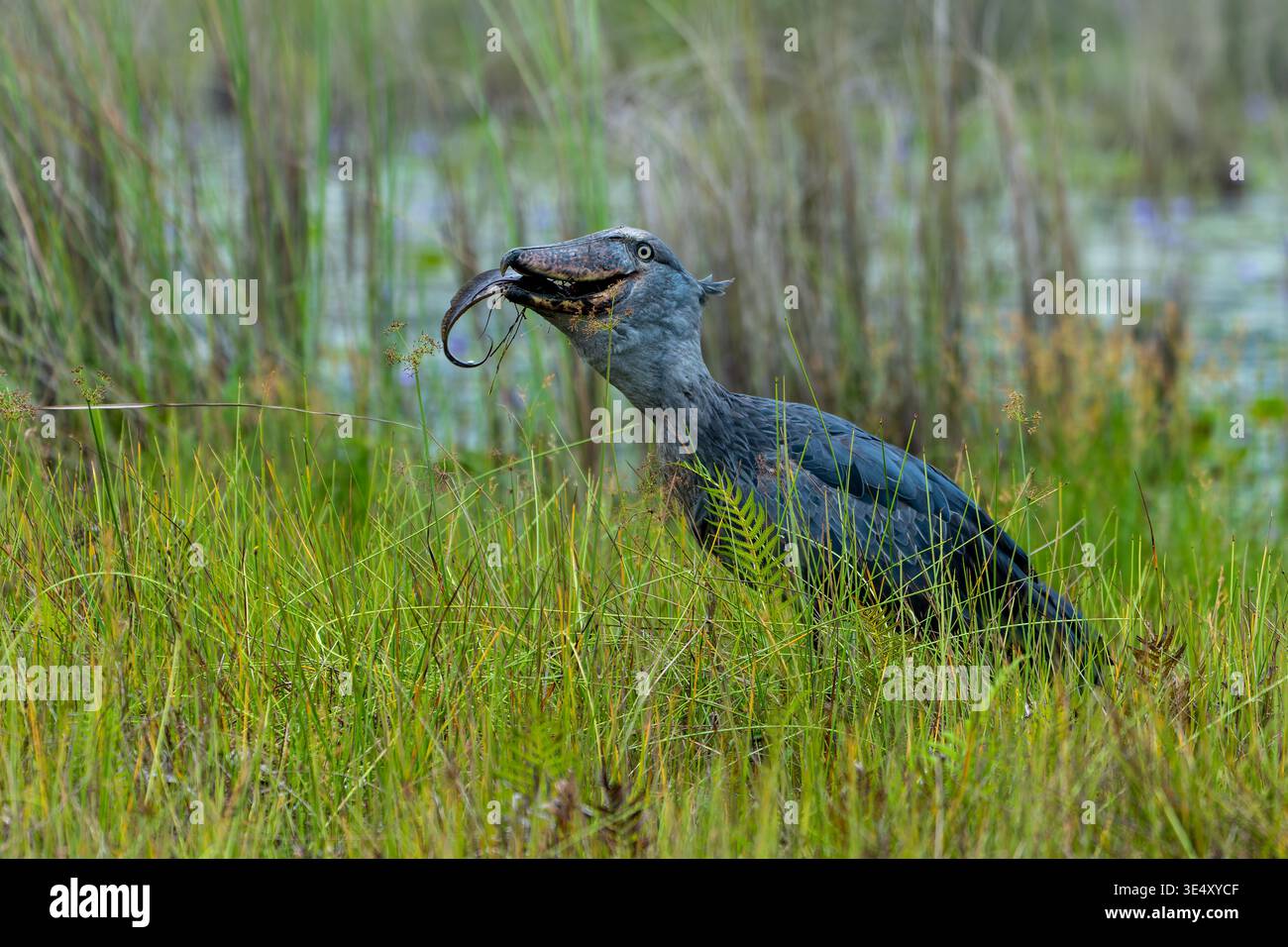 Der Shoebill Storch (Balaeniceps rex) schluckt im März einen Fisch in den Entebbe-Sümpfen in Uganda Stockfoto