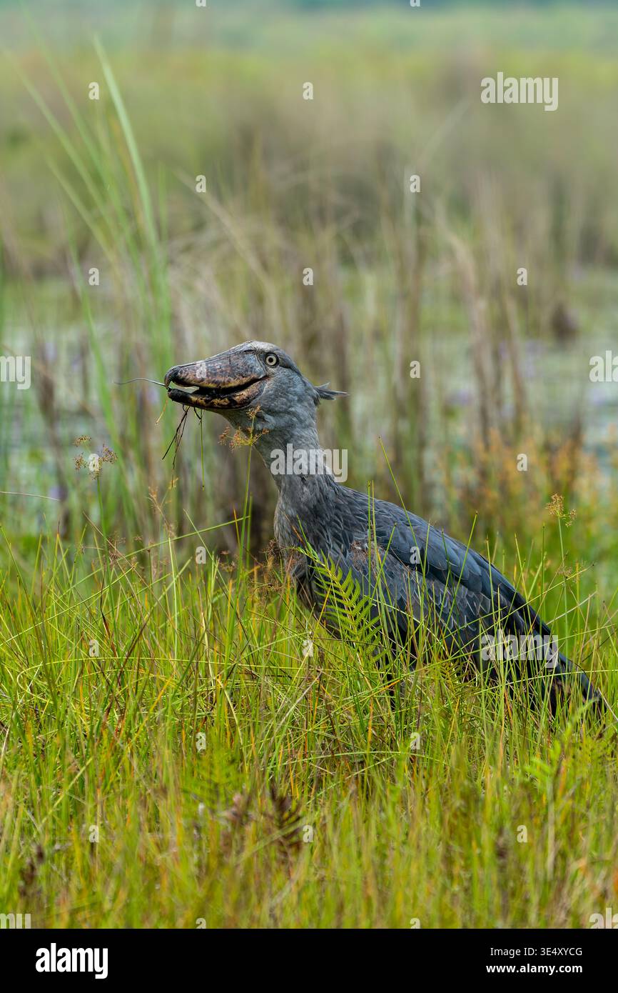 Der Shoebill Storch (Balaeniceps rex) schluckt im März einen Fisch in den Entebbe-Sümpfen in Uganda Stockfoto