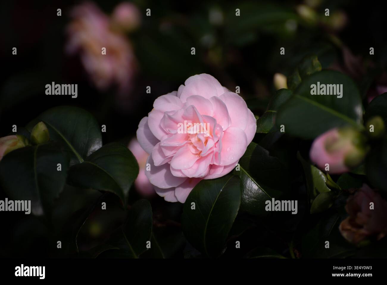 Kamelie blüht im Garten im Frühling, Irland, rosa Kamelie aus nächster Nähe Stockfoto