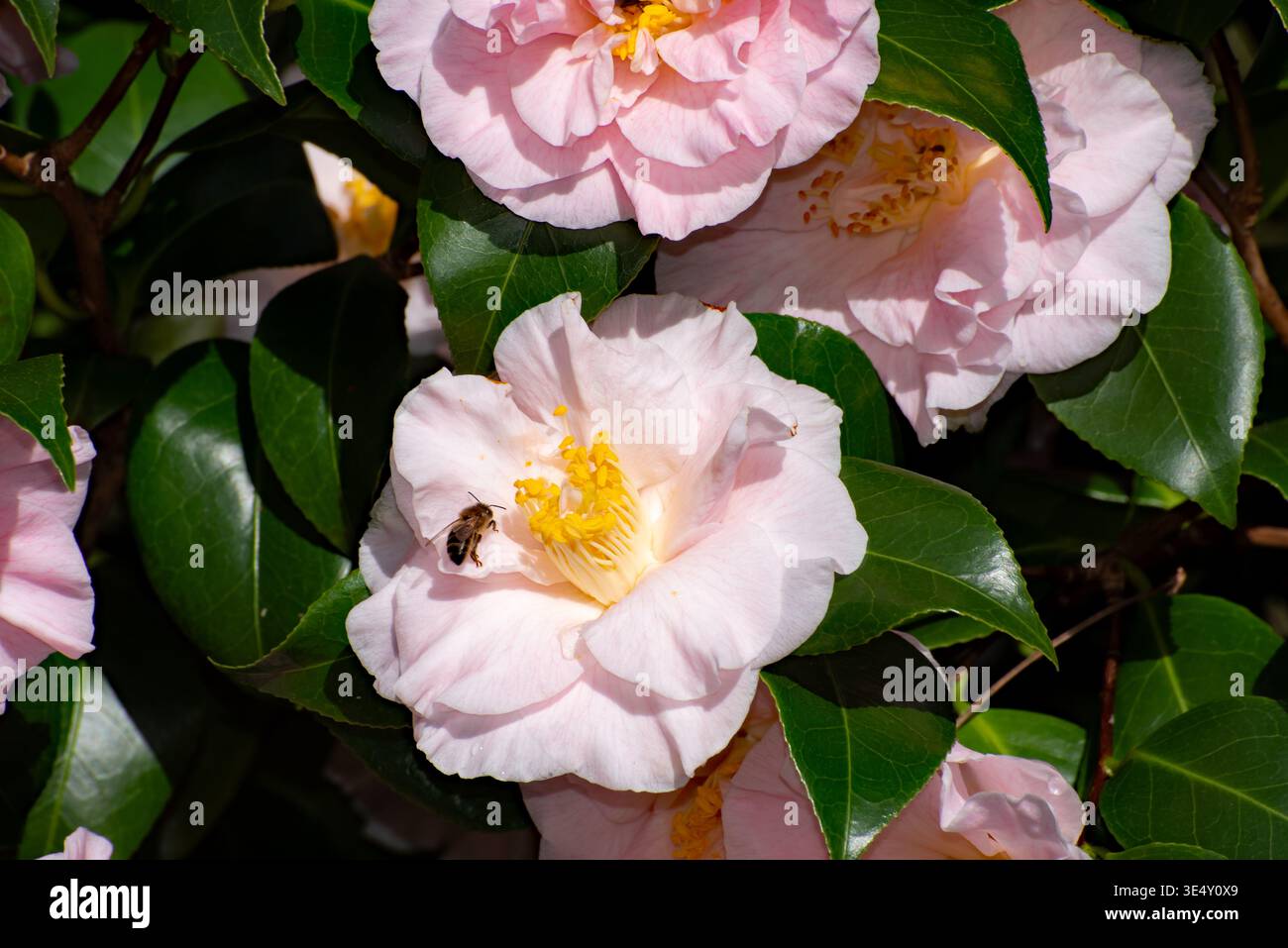 Kamelie blüht im Garten zur Frühlingszeit, Irland, rosa Kamelie Rose mit Insekten aus der Nähe Stockfoto