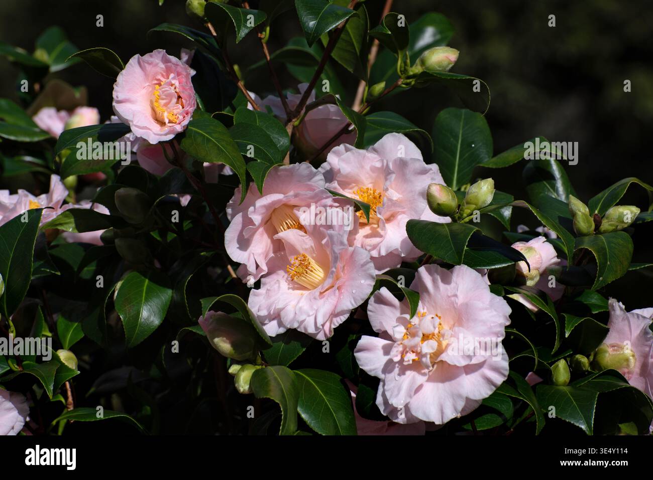 Kamelie blüht im Garten im Frühling, Irland, rosa Kamelie aus nächster Nähe Stockfoto