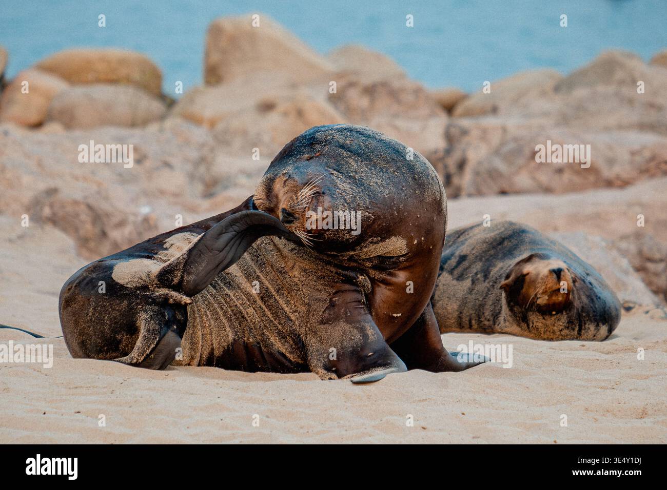Robben Eingebettet Zwischen Felsen Unter Sonnenlicht. Marine Mammals Lounge Friedlich An Der Küste Sandy Shores Stockfoto
