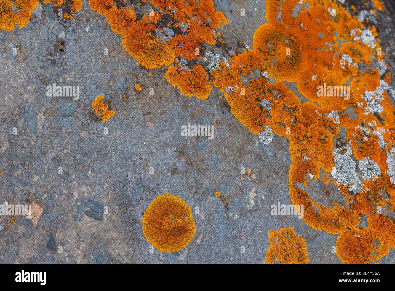 Mehrere Flechtenarten gedeihen auf einer felsigen Oberfläche bei Tageslicht. Die ruhige und ruhige Atmosphäre unterstreicht die strukturierten Details der Flechte in einer natürlichen Umgebung. Stockfoto