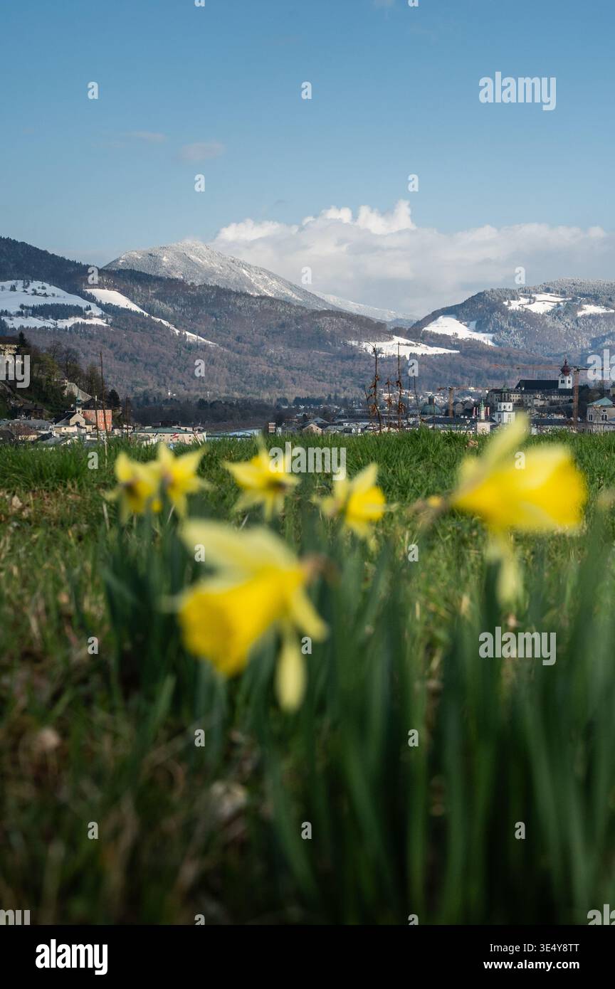 Eingeschneite Berge und frühlingshafte Täler. Wetterumschwung und Kälteeinbruch im Frühling in der Stadt Salzburg am 27.03.2026. // schneebedeckte Berge und frühlingshafte Täler. Wetterwechsel und Kälteeinbruch im Frühjahr in Salzburg am 27. März 2026. - 20260327 PD12310 Stockfoto