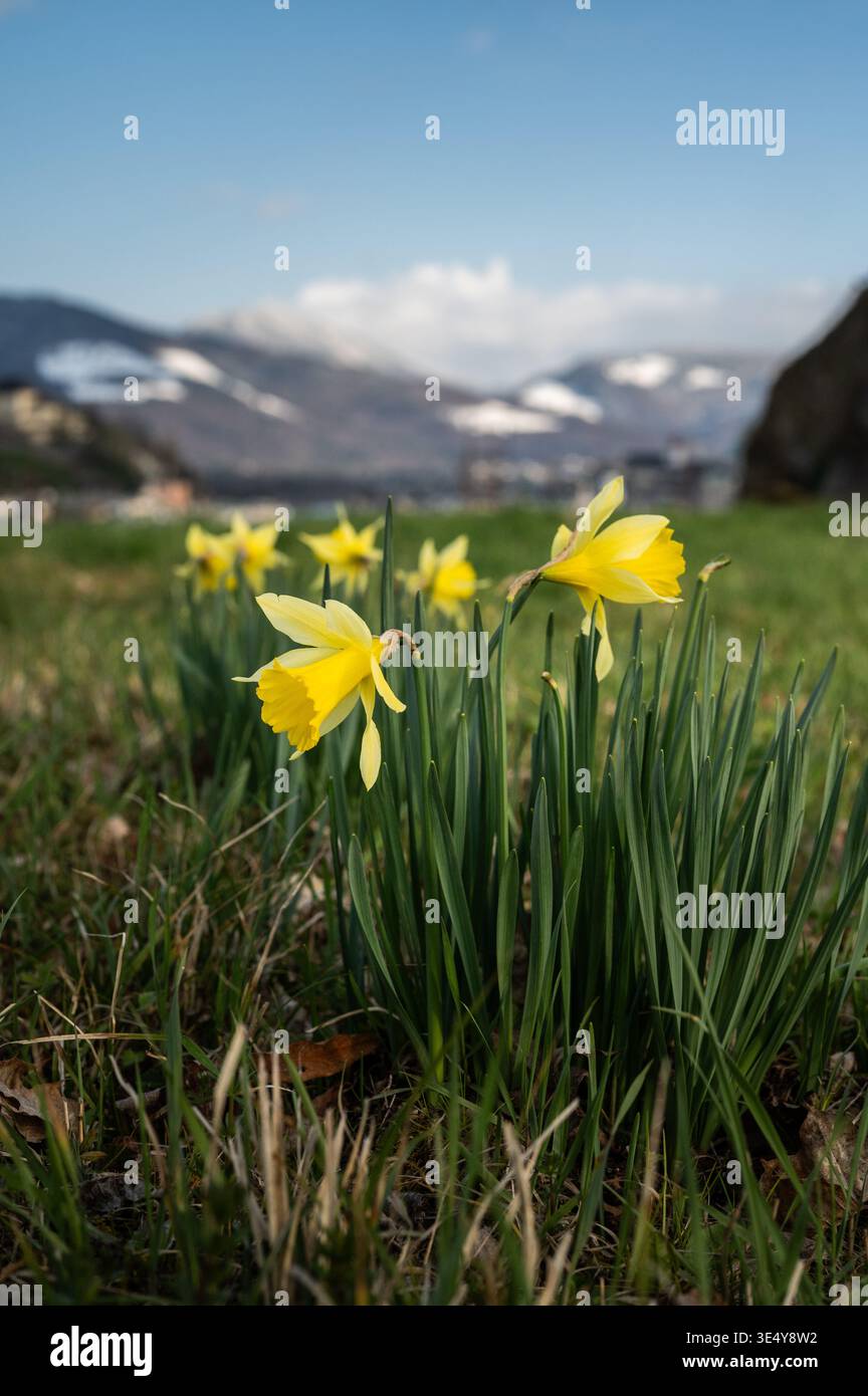 Eingeschneite Berge und frühlingshafte Täler. Wetterumschwung und Kälteeinbruch im Frühling in der Stadt Salzburg am 27.03.2026. // schneebedeckte Berge und frühlingshafte Täler. Wetterwechsel und Kälteeinbruch im Frühjahr in Salzburg am 27. März 2026. - 20260327 PD12309 Stockfoto