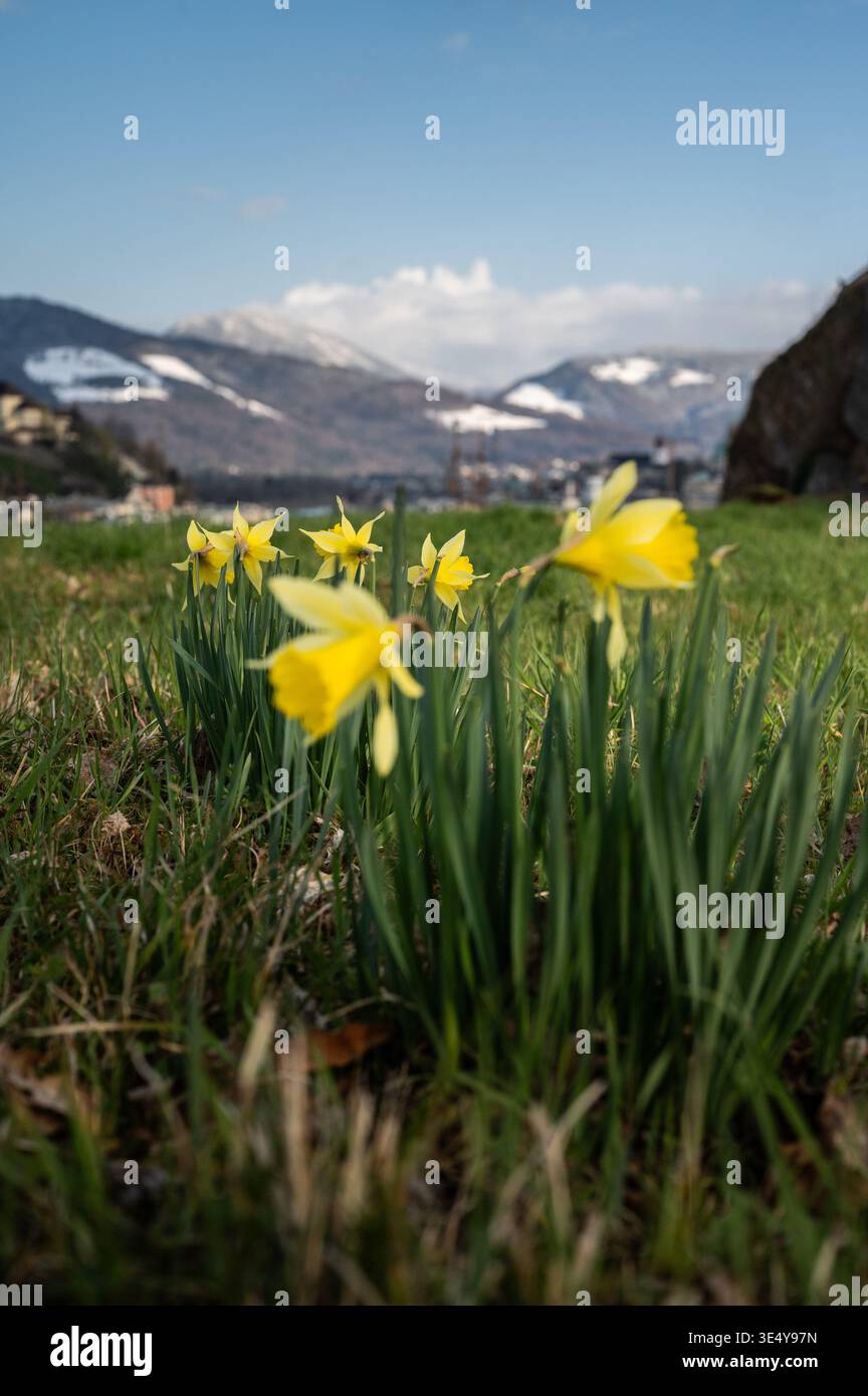Eingeschneite Berge und frühlingshafte Täler. Wetterumschwung und Kälteeinbruch im Frühling in der Stadt Salzburg am 27.03.2026. // schneebedeckte Berge und frühlingshafte Täler. Wetterwechsel und Kälteeinbruch im Frühjahr in Salzburg am 27. März 2026. - 20260327 PD12293 Stockfoto