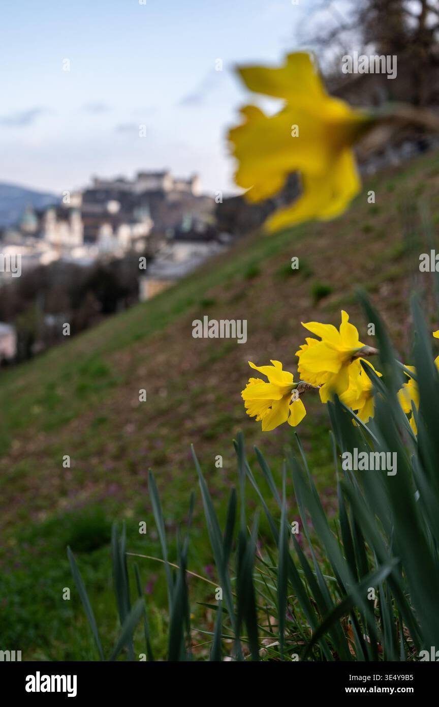 Blick auf die Festung Hohensalzburg mit eingeschneiten Bergen am Horizont am 27.03.2026. // Blick auf die Festung Hohensalzburg mit schneebedeckten Bergen am Horizont am 27. März 2026. - 20260327 PD12301 Stockfoto