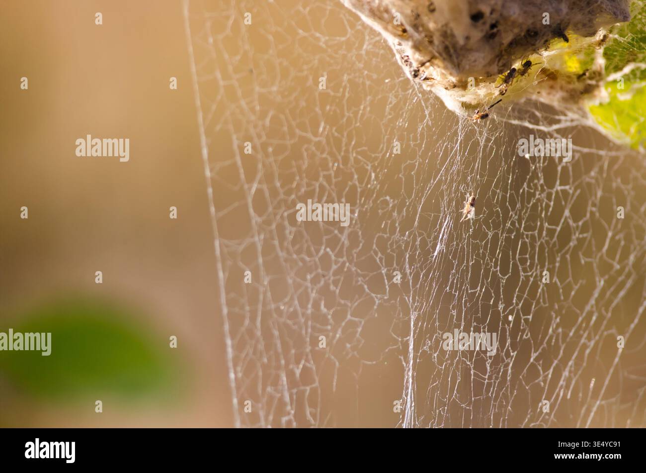 Eine Kolonie von Spinnen im Netz Stockfoto