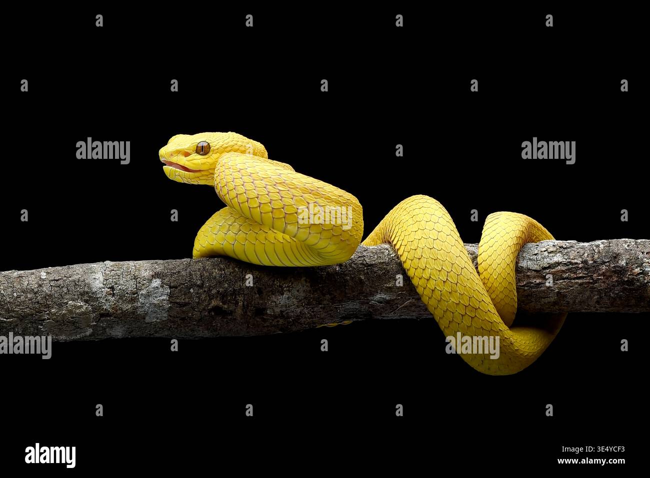 Gelb-weiße Grubenviper auf schwarzem Hintergrund Stockfoto